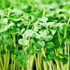 Organic Broccoli Microgreen Seeds – Heirloom Non-GMO Sprouting Seeds - Image 1