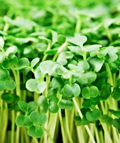 Organic Broccoli Microgreen Seeds – Heirloom Non-GMO Sprouting Seeds - Image 1