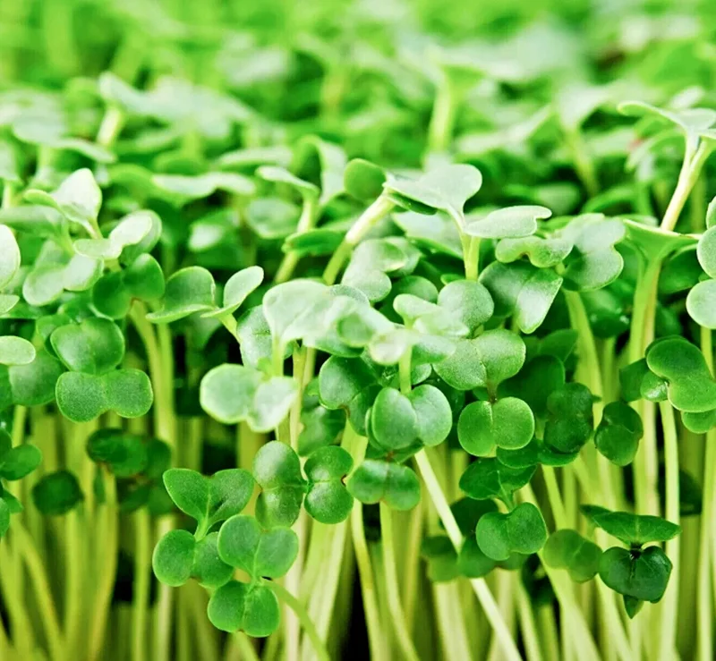 Organic Broccoli Microgreen Seeds – Heirloom Non-GMO Sprouting Seeds - Image 1