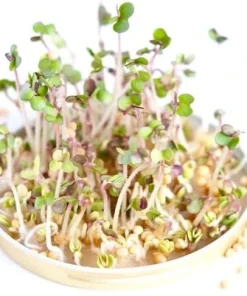 Organic Brown Mustard Sprouting Seeds - 2 Grams for Healthy Microgreens - Image 2