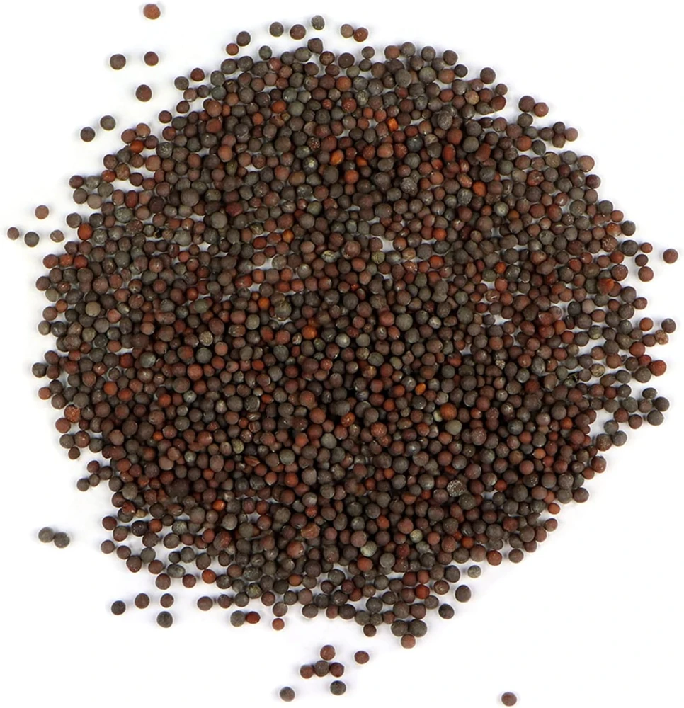 Organic Brown Mustard Sprouting Seeds - 2 Grams for Healthy Microgreens - Image 1