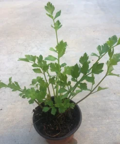 Organic Celery Live Plant 5-Pack - 4 inch Pot - Petroselinum crispum - Vegetable & Herb - Image 2
