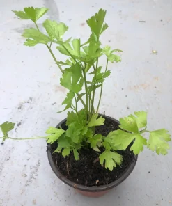 Organic Celery Live Plant 5-Pack - 4 inch Pot - Petroselinum crispum - Vegetable & Herb - Image 3