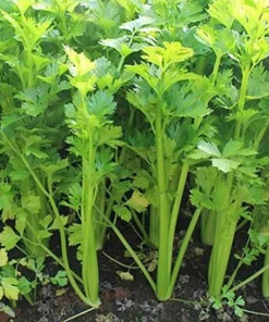 Organic Celery Live Plant 5-Pack - 4 inch Pot - Petroselinum crispum - Vegetable & Herb - Image 4