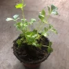 Organic Celery Live Plant 5-Pack - 4 inch Pot - Petroselinum crispum - Vegetable & Herb - Image 1