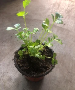 Organic Celery Live Plant 5-Pack - 4 inch Pot - Petroselinum crispum - Vegetable & Herb - Image 1