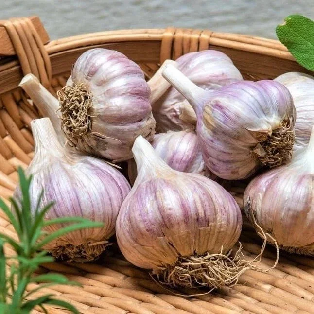 Organic Garlic Bulbs Mix - 12 oz Multi-Variety Selection for Planting & Eating - Image 4
