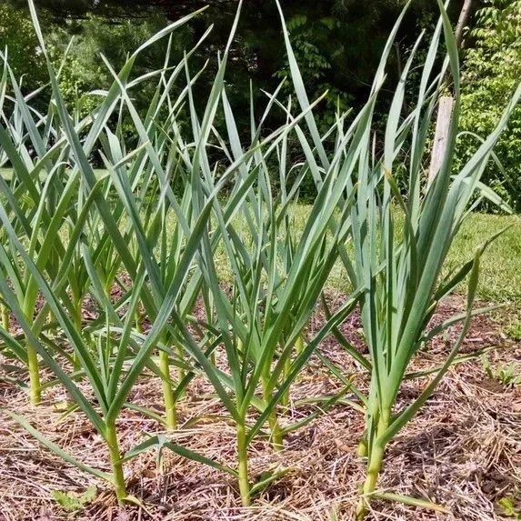 Organic Garlic Bulbs Mix - 12 oz Multi-Variety Selection for Planting & Eating - Image 5