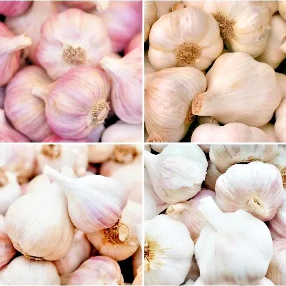 Organic Garlic Bulbs Mix - 12 oz Multi-Variety Selection for Planting & Eating - Image 1