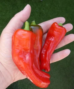 Organic Giant Szegedi Pepper Seeds - Hungarian Sweet Paprika, 25 Seeds - Image 4