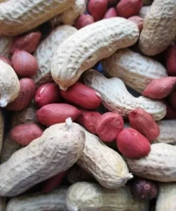 Organic Heirloom Ukrainian Red Valencia Peanut Seeds - 50+ Seeds - Grow Your Own Peanuts - Image 2