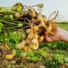 Organic Heirloom Ukrainian Red Valencia Peanut Seeds - 50+ Seeds - Grow Your Own Peanuts - Image 1