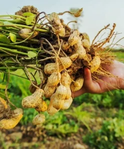 Organic Heirloom Ukrainian Red Valencia Peanut Seeds - 50+ Seeds - Grow Your Own Peanuts - Image 1