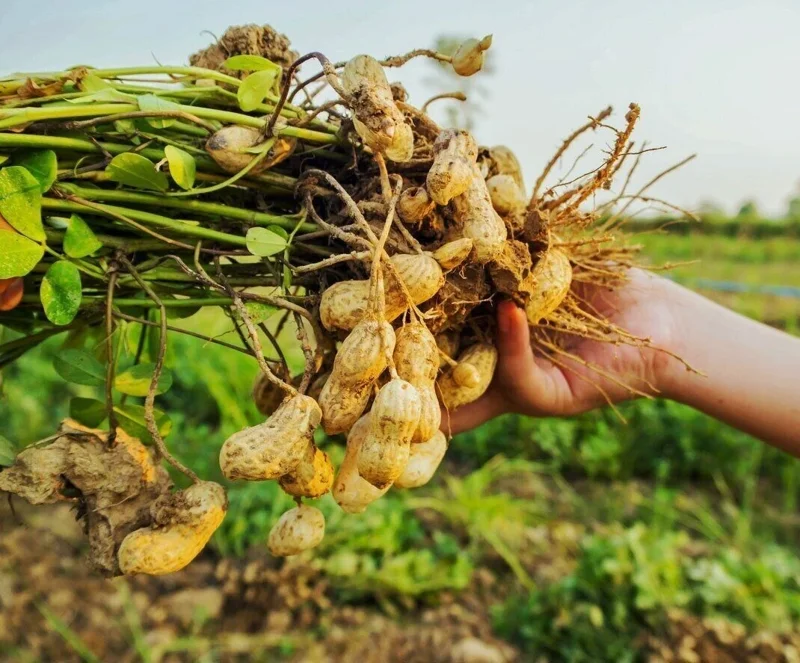 Organic Heirloom Ukrainian Red Valencia Peanut Seeds - 50+ Seeds - Grow Your Own Peanuts - Image 1