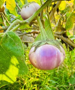 Organic Italian Eggplant Rosa Bianca Seeds - 50 Count - White & Purple Heirloom Vegetable - Image 9