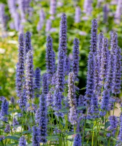 Organic Licorice Mint Agastache Rugosa Korean Tea Herb Flower Seeds - 100 Seeds - Image 10