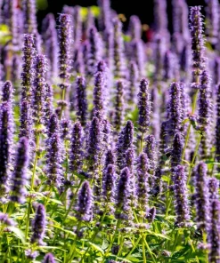Organic Licorice Mint Agastache Rugosa Korean Tea Herb Flower Seeds - 100 Seeds - Image 11