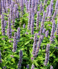 Organic Licorice Mint Agastache Rugosa Korean Tea Herb Flower Seeds - 100 Seeds - Image 2