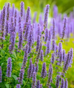 Organic Licorice Mint Agastache Rugosa Korean Tea Herb Flower Seeds - 100 Seeds - Image 3