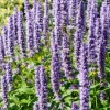 Organic Licorice Mint Agastache Rugosa Korean Tea Herb Flower Seeds - 100 Seeds - Image 1