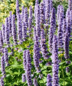 Organic Licorice Mint Agastache Rugosa Korean Tea Herb Flower Seeds - 100 Seeds - Image 1