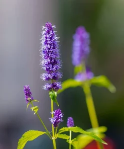 Organic Licorice Mint Agastache Rugosa Korean Tea Herb Flower Seeds - 100 Seeds - Image 4