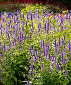 Organic Licorice Mint Agastache Rugosa Korean Tea Herb Flower Seeds - 100 Seeds - Image 5