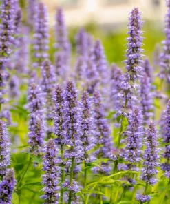 Organic Licorice Mint Agastache Rugosa Korean Tea Herb Flower Seeds - 100 Seeds - Image 6