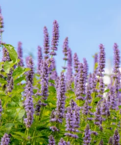 Organic Licorice Mint Agastache Rugosa Korean Tea Herb Flower Seeds - 100 Seeds - Image 7