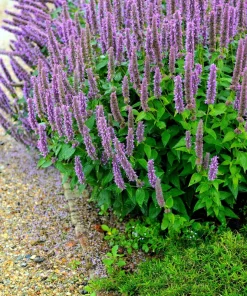 Organic Licorice Mint Agastache Rugosa Korean Tea Herb Flower Seeds - 100 Seeds - Image 8