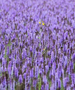 Organic Licorice Mint Agastache Rugosa Korean Tea Herb Flower Seeds - 100 Seeds - Image 9
