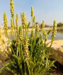 Organic Psyllium Seeds – Plantago Ovata Herb Flower Seeds – 1000 Count – Outdoor Planting - Image 2