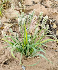 Organic Psyllium Seeds – Plantago Ovata Herb Flower Seeds – 1000 Count – Outdoor Planting - Image 3