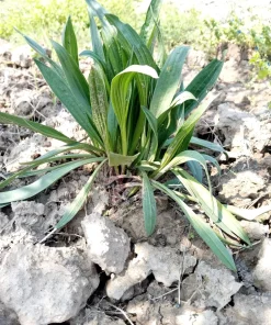 Organic Psyllium Seeds – Plantago Ovata Herb Flower Seeds – 1000 Count – Outdoor Planting - Image 4