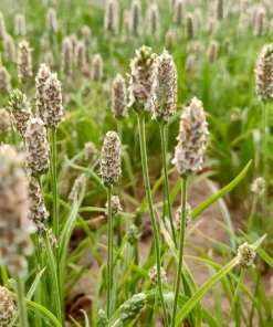 Organic Psyllium Seeds – Plantago Ovata Herb Flower Seeds – 1000 Count – Outdoor Planting - Image 5