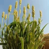 Organic Psyllium Seeds – Plantago Ovata Herb Flower Seeds – 1000 Count – Outdoor Planting - Image 1
