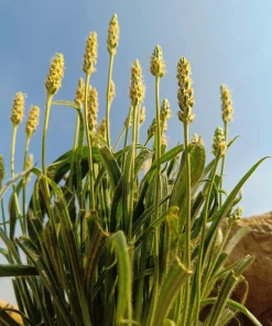 Organic Psyllium Seeds – Plantago Ovata Herb Flower Seeds – 1000 Count – Outdoor Planting - Image 1