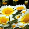 Organic Shungiku Edible Chrysanthemum Seeds - ~115 Seeds for Garden - Image 1