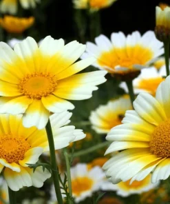 Organic Shungiku Edible Chrysanthemum Seeds - ~115 Seeds for Garden - Image 1