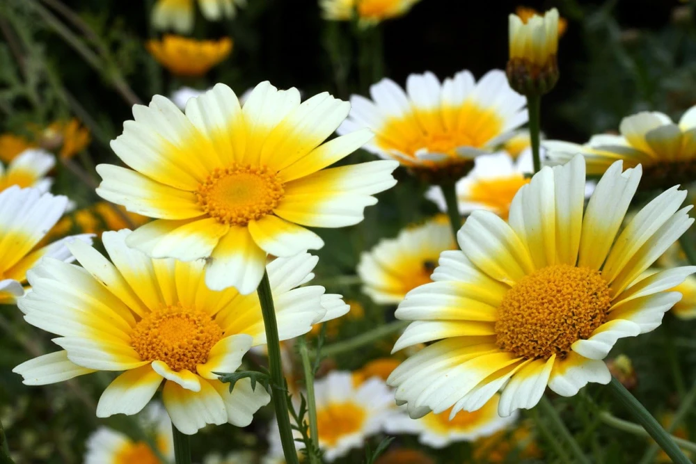 Organic Shungiku Edible Chrysanthemum Seeds - ~115 Seeds for Garden - Image 1