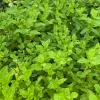 Organic Spearmint Mint Live Plants - 8 Bare Roots, 8-10" Tall, Outdoor Herb - Image 1