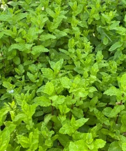 Organic Spearmint Mint Live Plants - 8 Bare Roots, 8-10" Tall, Outdoor Herb - Image 1