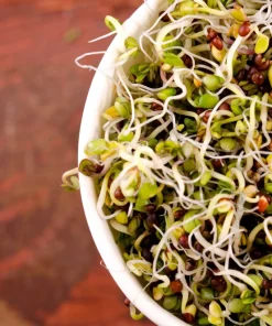Organic Sprouting Mix Seeds - Peas, Mung & Adzuki Bean, Lentils for Sprouting - Image 2