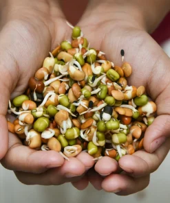 Organic Sprouting Mix Seeds - Peas, Mung & Adzuki Bean, Lentils for Sprouting - Image 4