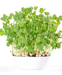 Organic Sprouting Mix Seeds - Peas, Mung & Adzuki Bean, Lentils for Sprouting - Image 5