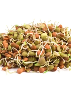 Organic Sprouting Mix Seeds - Peas, Mung & Adzuki Bean, Lentils for Sprouting - Image 8