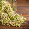 Organic Sprouting Mix Seeds - Peas, Mung & Adzuki Bean, Lentils for Sprouting - Image 1