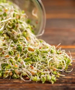 Organic Sprouting Mix Seeds - Peas, Mung & Adzuki Bean, Lentils for Sprouting - Image 1