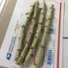 Organic Sweet Cassava Red Yuca Cuttings - 5 Pack, Manihot Esculenta, 7 in - Image 1
