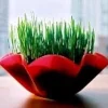 Organic Wheat Sprouting Seeds - 4 oz - Sweet Flavor for Juicing, Salads & Soups - Image 1